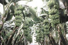 Jamaican banana project falters