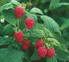 Bumper UK raspberry crop arrives early