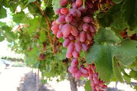 AU Mildura table grapes