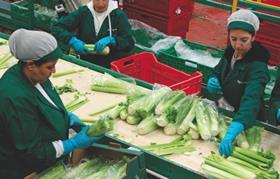 Murcia celery