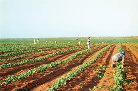 HN Honduran melon field