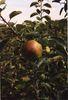 English growers ahead of the pack