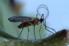 Aphids on apple trees guided the study
