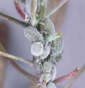 Cabbage aphid Brevicoryne brassicae 2