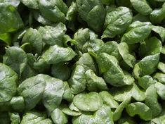 Spinach shortage beckons