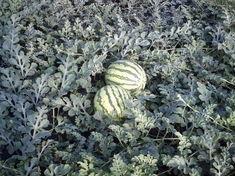 Many growers are converting to watermelon production
