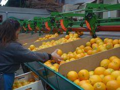 Exports of Spanish oranges are set to rise again this year