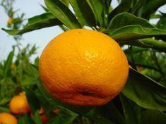 Soft citrus in tight spot