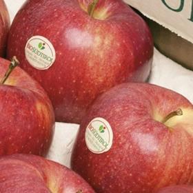 Bio Sudtirol apples