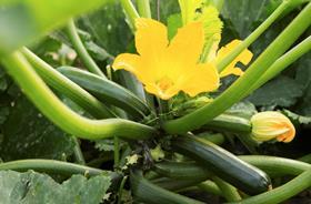 Rijk Zwaan New DelhiDefence squash variety