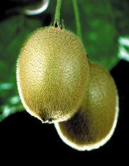 The Chileans want to improve the eating experience for kiwifruit