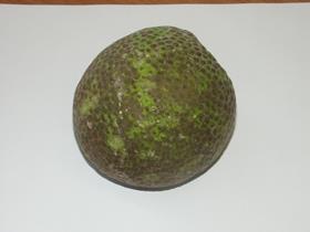 Breadfruit