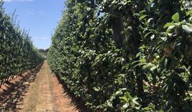 Bilmont Montague stone fruit orchard cropped