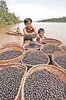 Brazilian superfruit hits the UK