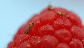 Drosophila suzukii on raspberry