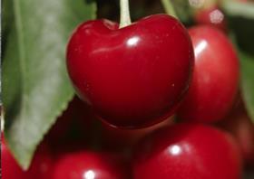 Argentine cherries