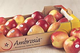 Ambrosia apples