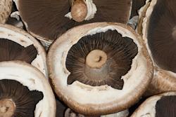 Mushrooms Australia
