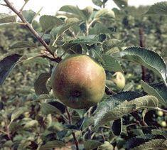 Apples could help prevent colon cancer