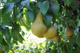 CMI Orchards Independent Warehouse pears