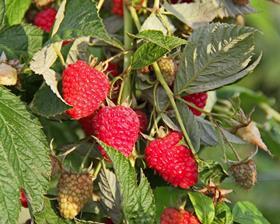 CTF Chilean raspberries