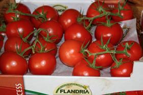 Flandria tomatoes