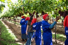 South Africa Northern Transvaal Bushveld grape harvesting