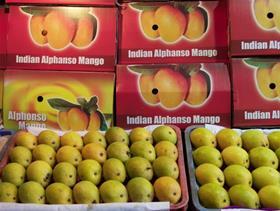 Indian Alphonso mangoes