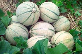 UK melons