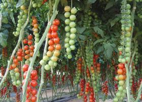 Agrexco tomatoes