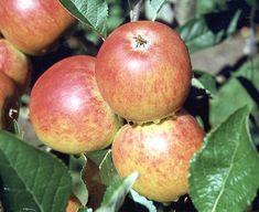 Organic apples fared a little better tthan many of the products taste-tested by OFM