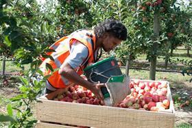 NZ New Zealand apple picker picking