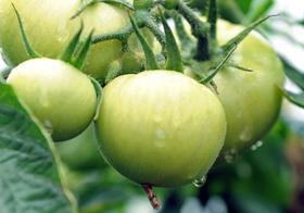 AU Australia Premier Fruits Group Queensland field tomatoes on vine