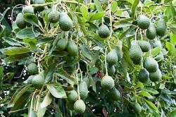 Avocado tree generic
