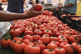 Organic tomatoes Spanish market