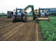 The British potato harvest volume has fallen significantly in 2003