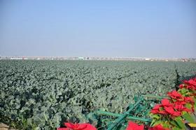 Missfresh broccoli farm direct sourcing China