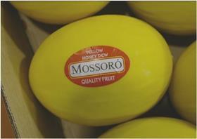 Mossoro Hispa melons yellow Brazil