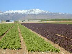 Winter lettuce, both home-grown and imported, is to be subject of intense inspection programme