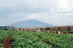 Kenyan growers gear up for EurepGAP