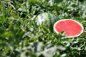 Hazera watermelons
