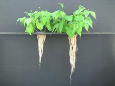 An image showing the improvement in root length from applying magnesium and potash fertiliser in a K+S study.