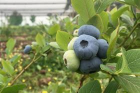 RS Bluemond blueberries Serbia