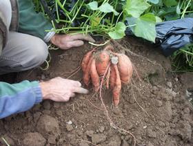 Scottish sweet potato