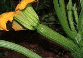 Syngenta Augusto courgette