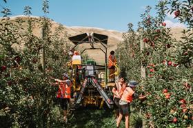 CREDIT T&G Global TAGS New Zealand apple harvest picking Platform technology