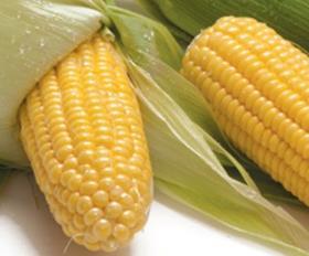 Agrexco sweet corn