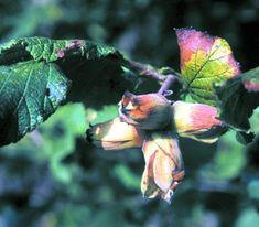 Cobnuts make retail breakthrough