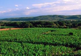 Dominican Republic banana plantation