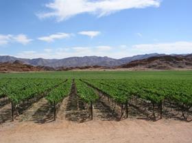 ZA Orange River grapes